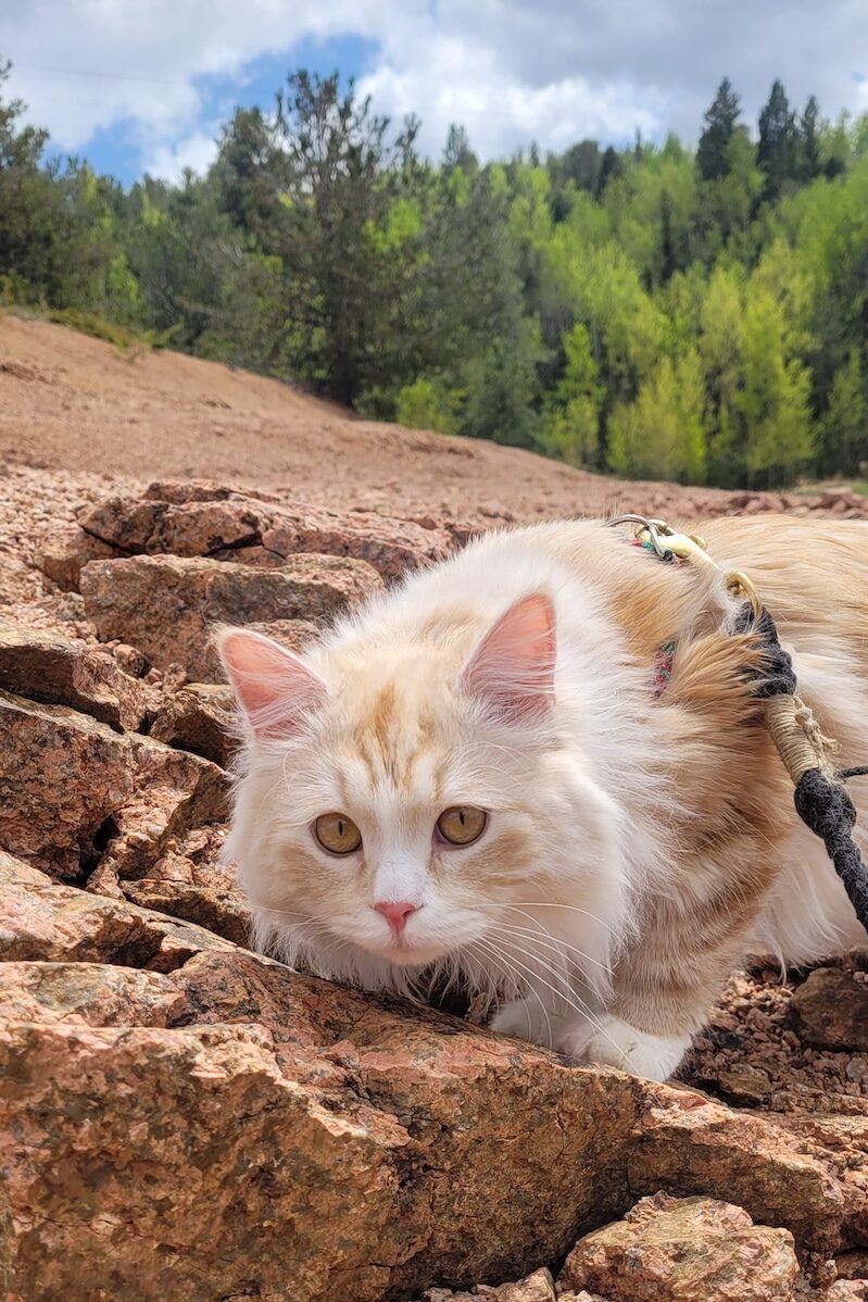 orange tabby with white cat on orange rocks in the mountains
